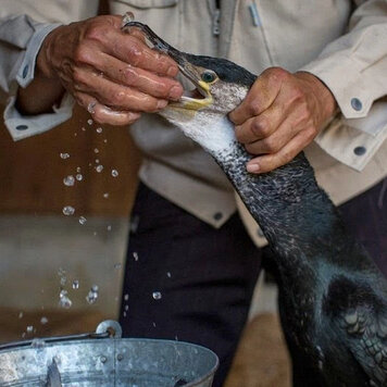 В Японии еще с древних времен существует особый вид рыбалки, которая называется Ukai. Это очень странная рыбалка – без удочек, без сетей, наживы и снастей.- 3