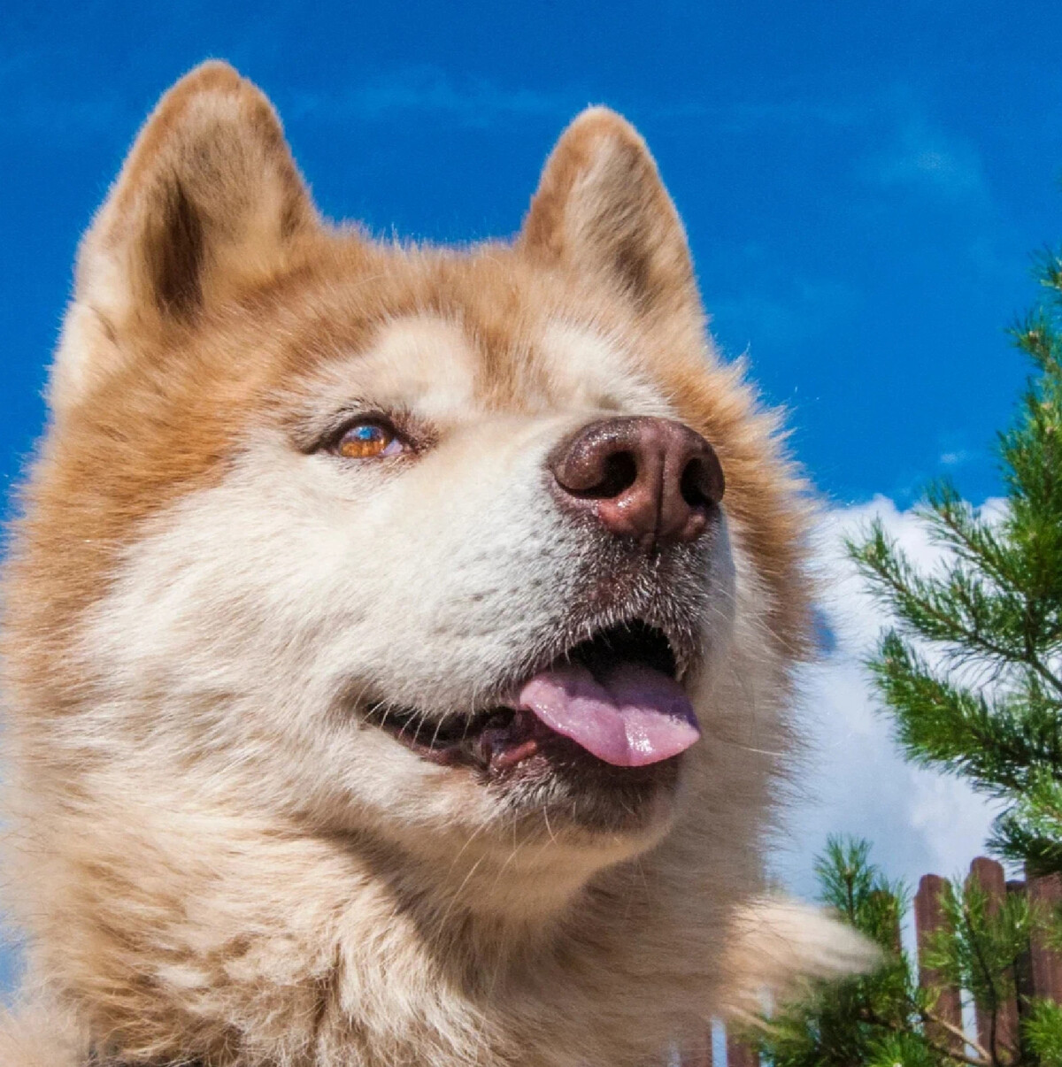 Dogs us