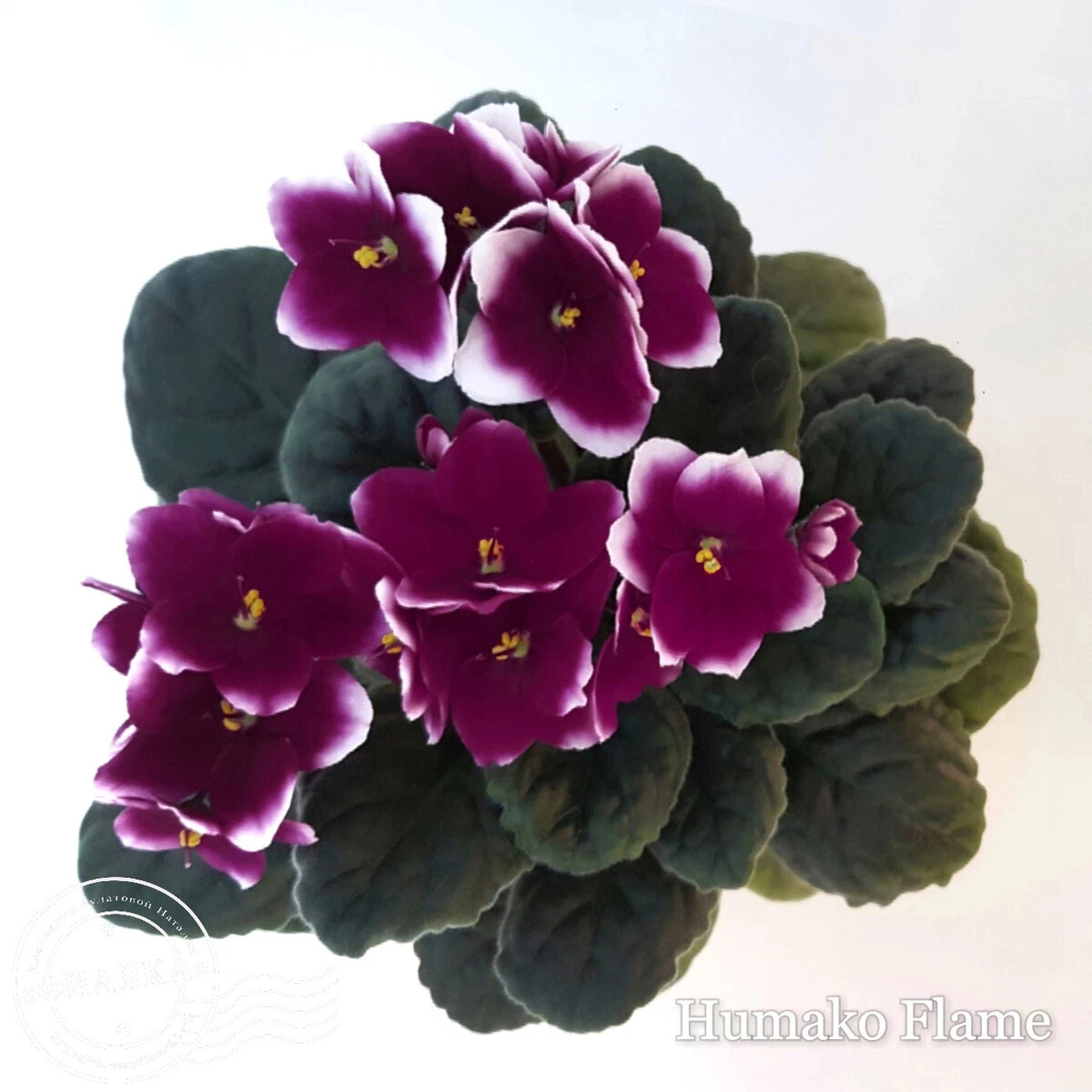 Фиалка Humako Isabella