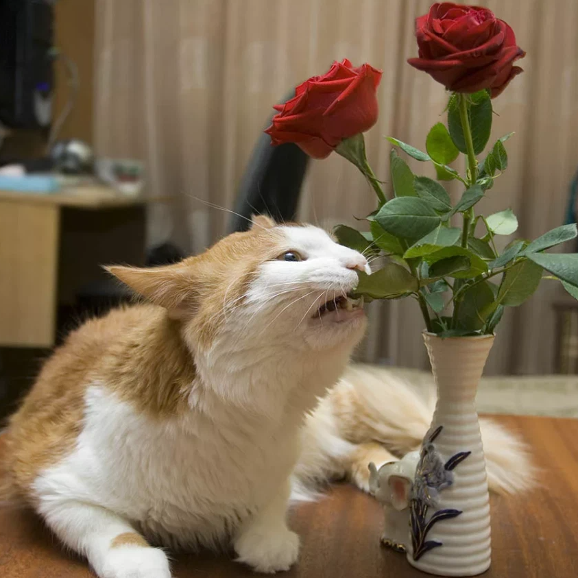 Что едят цветочки. Кошка ест цветы. Коты едят цветы. Домашние цветы и котики. Цветочек кушает.