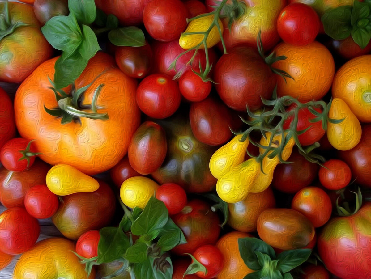 Виды сортов помидоров. Томат черри разноцветные сорта. Томат Тамань. Черри разноцветные томаты. Разновидность черри помидор.