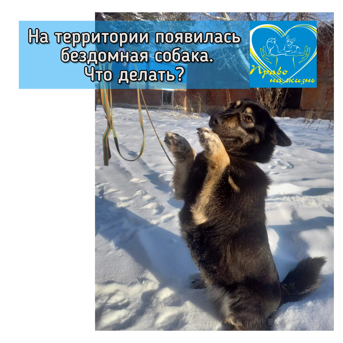 Выгул собак. Правила выгула собак. Собаки на территории снт. Собаки на территории снт. Памятка выгул собак.