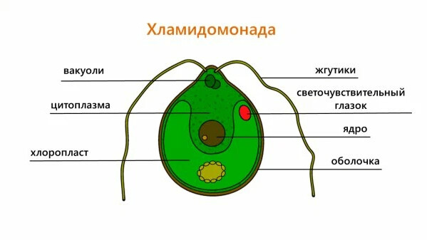 Строение зеленых водорослей на примере хламидомонады