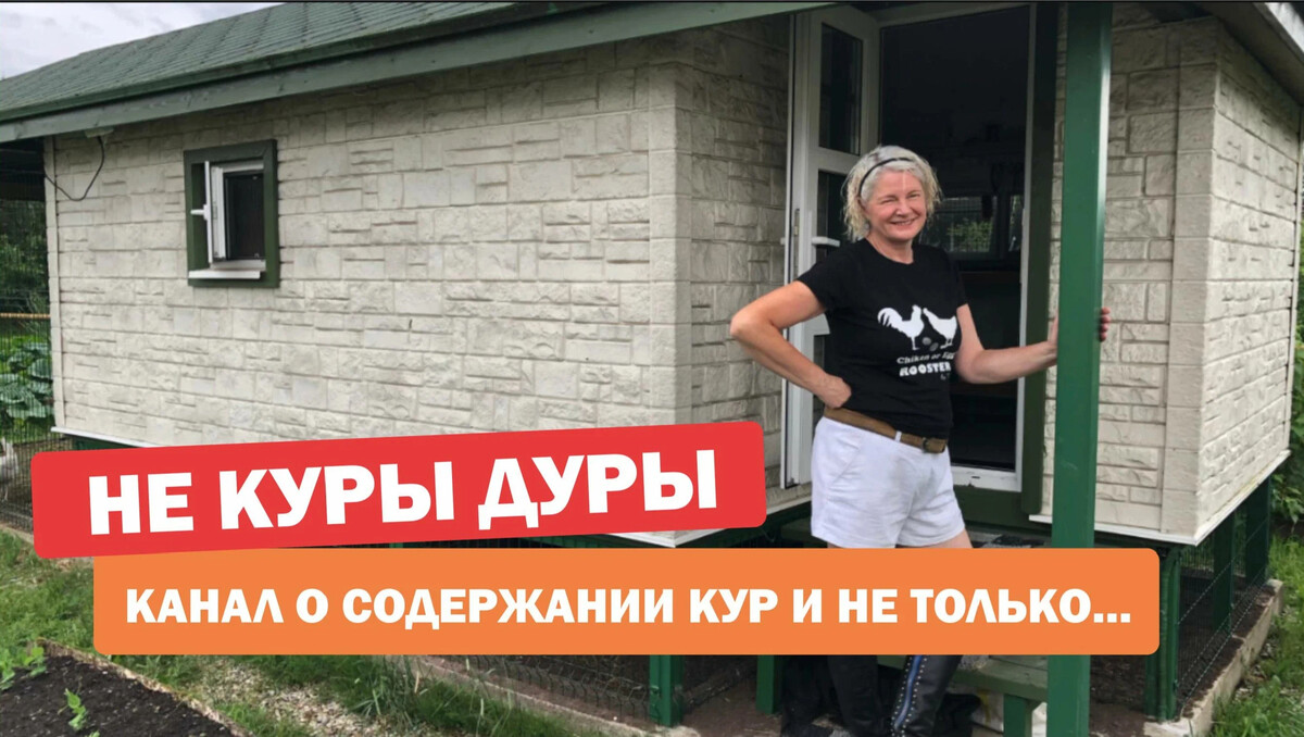 Петух дурак. Белка радуется, что куры дуры. Куры не дуры. Курочка и дурочка какао. Куры не дуры.