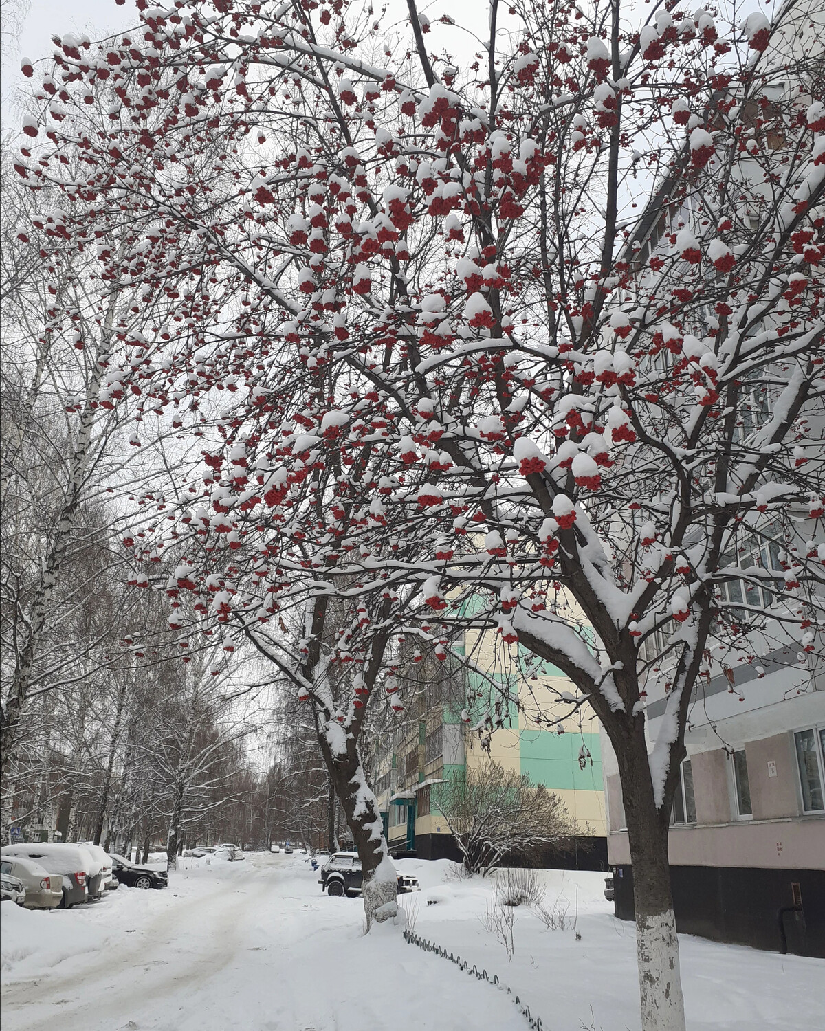 Рябина в городе