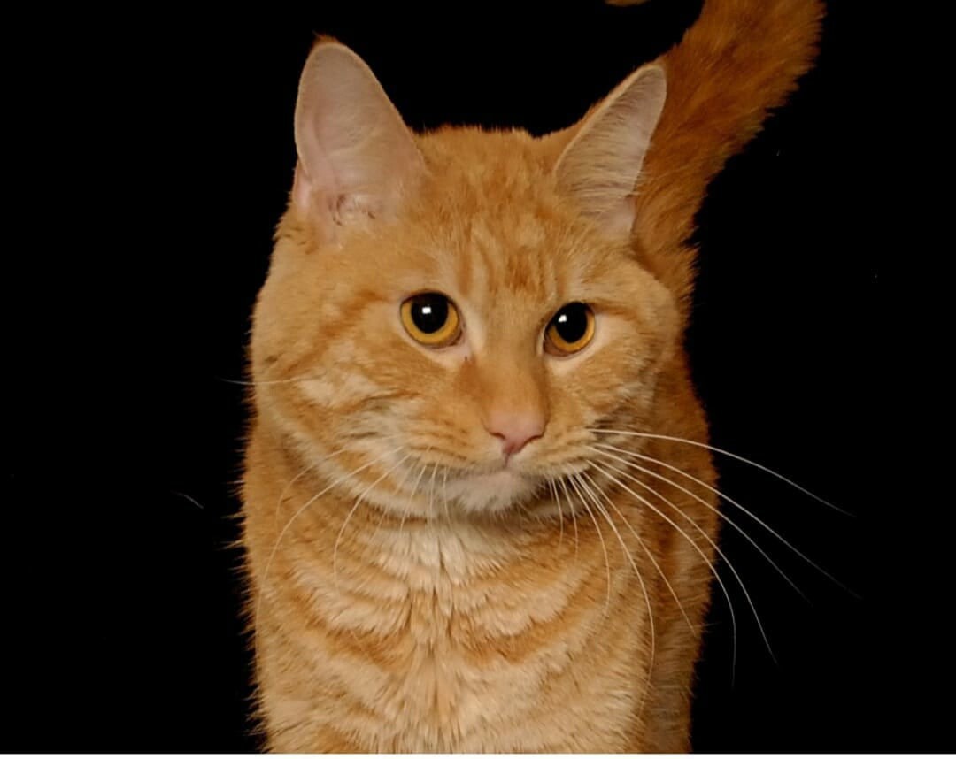 шерсть прикол. креативные кошки. шерсть котов. кот из шерсти. кошачья шерсть везде.