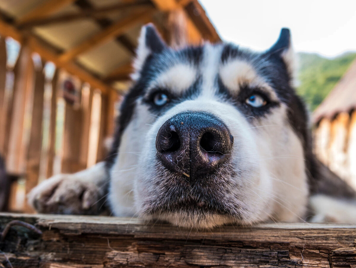 Dogs us. Песня для к хаски. Хаски песни. Karty.n Dog.