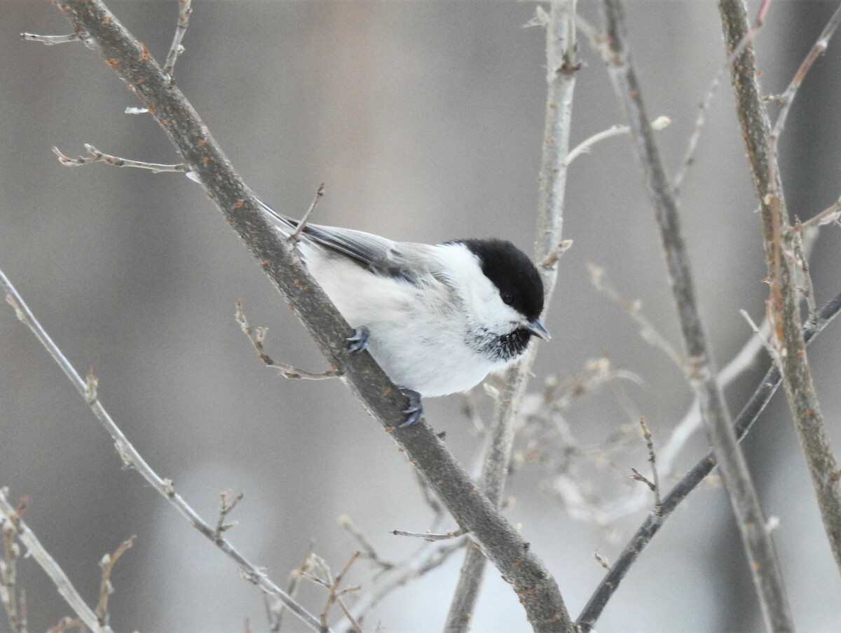 Зеленоспинная синица. Ультрамариновый овсянковый кардинал. Сойка пересмешница птица. Ночная птаха. Сойка обыкновенная.