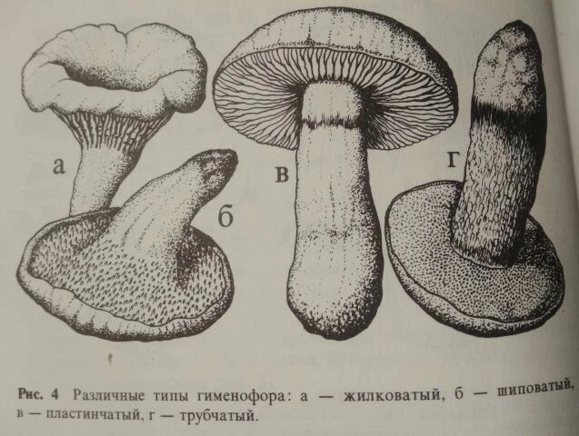 Нижняя сторона шляпки гриба