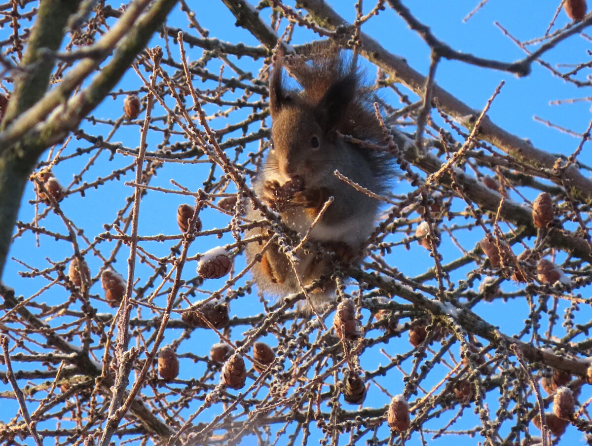 беличьих разбор. беличий ток. звуко-буквенный разбор слова схема. звуко-буквенный анализ слова. белку разбор имени существительного.