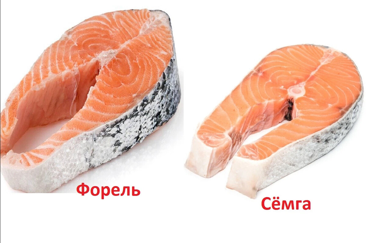 какую семгу покупать. какую семгу покупать. рыба на новогодний стол. салмон лосось. филе семги.