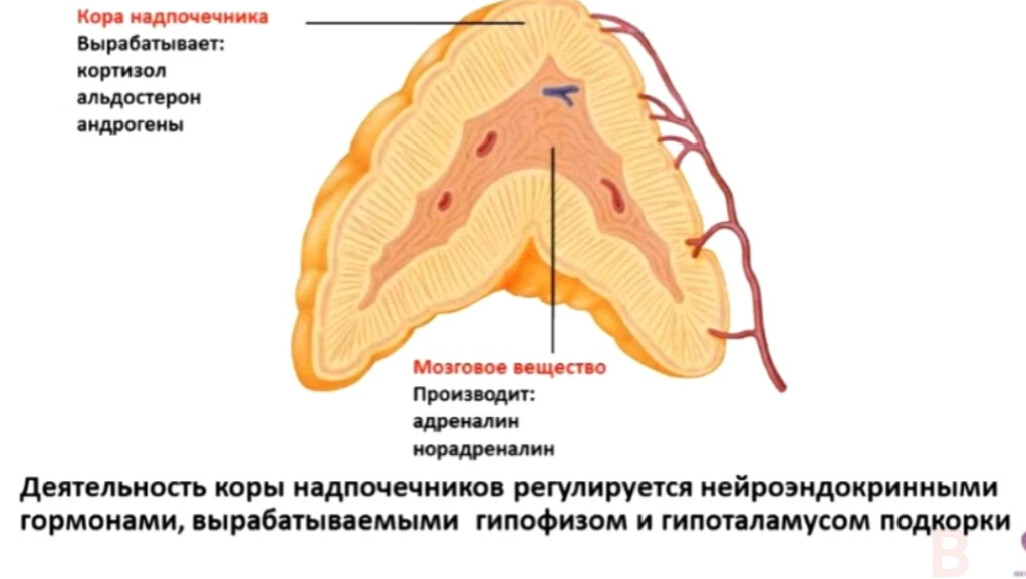 Гиперплазия правого надпочечника