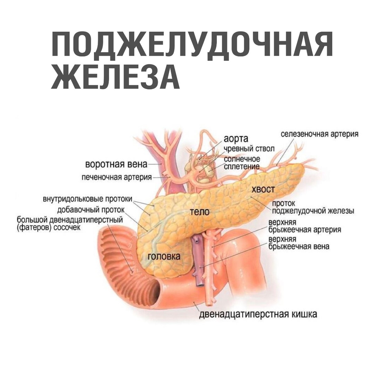 Если беспокоит поджелудочная железа. Есть способ не только облегчить  страдания… | Рецепты здоровья | Дзен