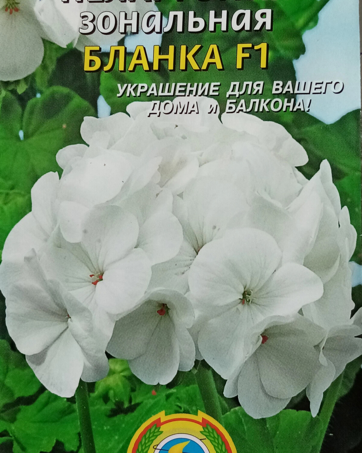 Пеларгония зональная Blanca