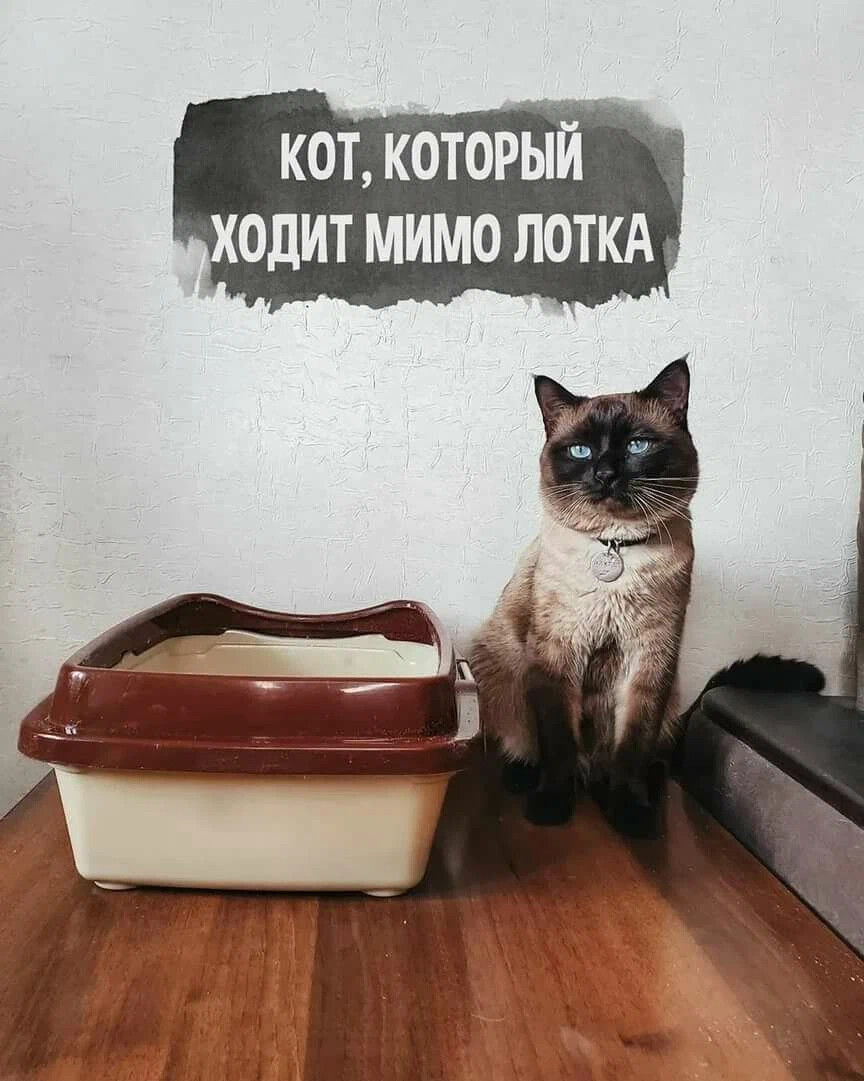 Мимо лотка