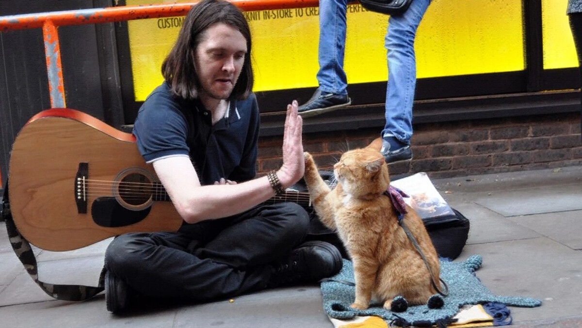 Мой уличный кот. Мой уличный кот. Уличный кот по кличке боб (2016). Уличный кот по кличке боб (2016). Игрушки кота боба.