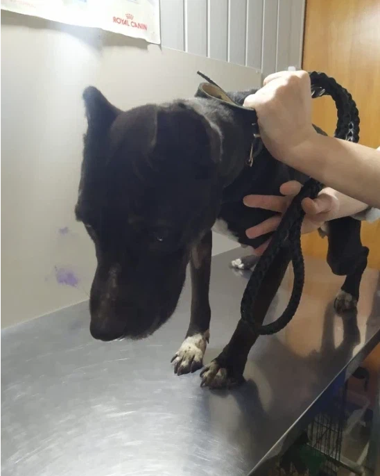 приют друзья для души. спасенная душа астрахань дзен. спасенная душа астрахань дзен. собака влад. пост благодарности.