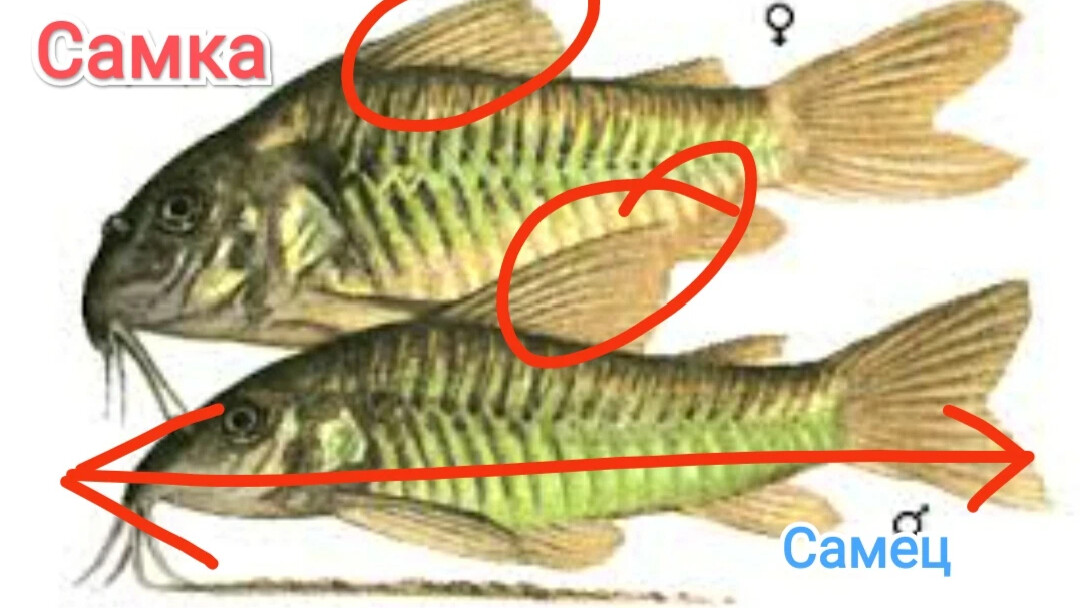 Сомики аквариумные как отличить самку от самца фото и описание