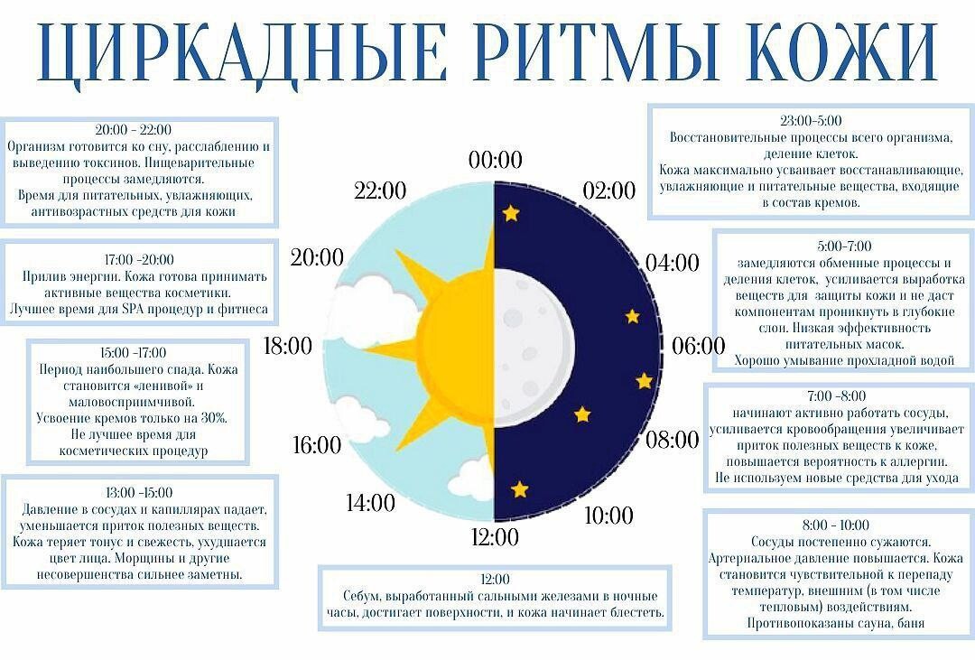 Биоритмы изучение циркадных ритмов и хронотипов проект