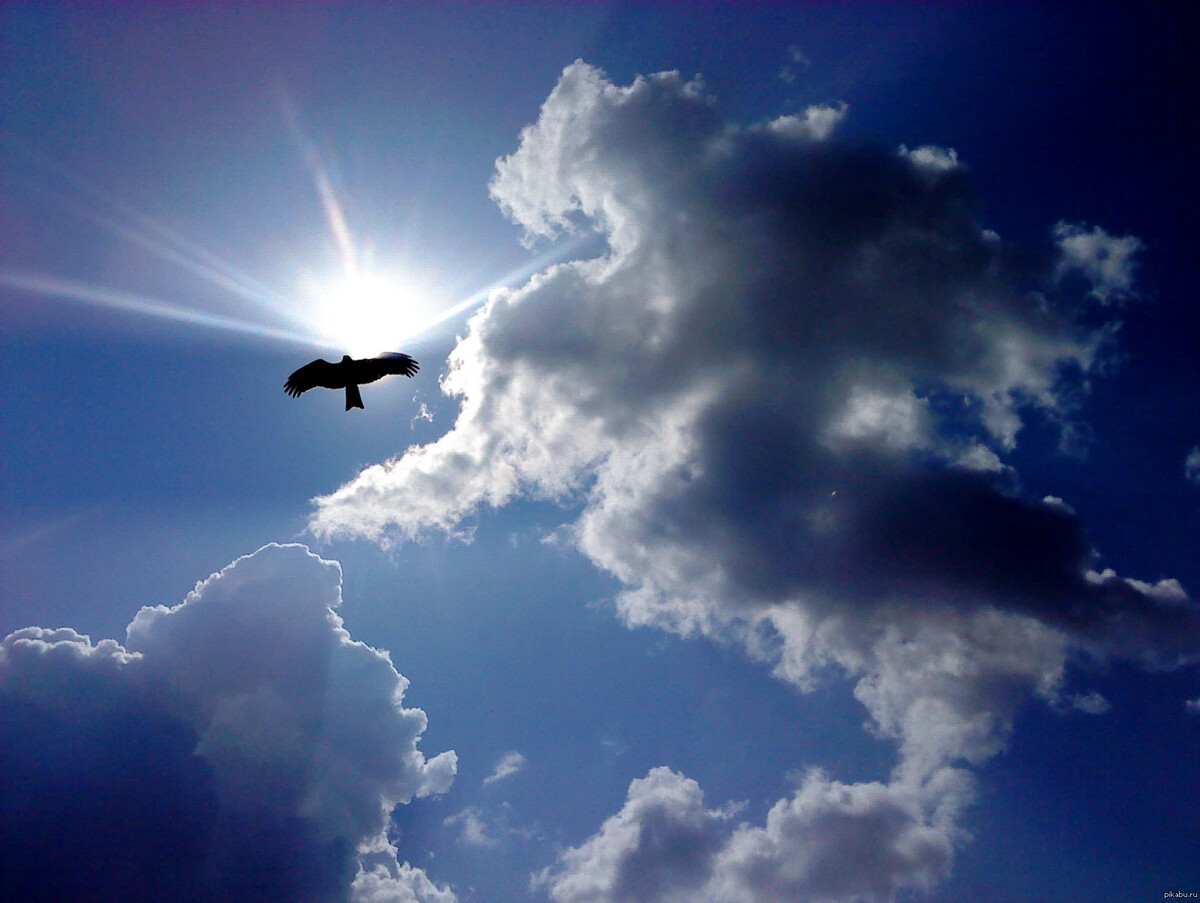 стихи про небо. над землей выше всего и. полет птицы. полет в облаках. вид над облаками.
