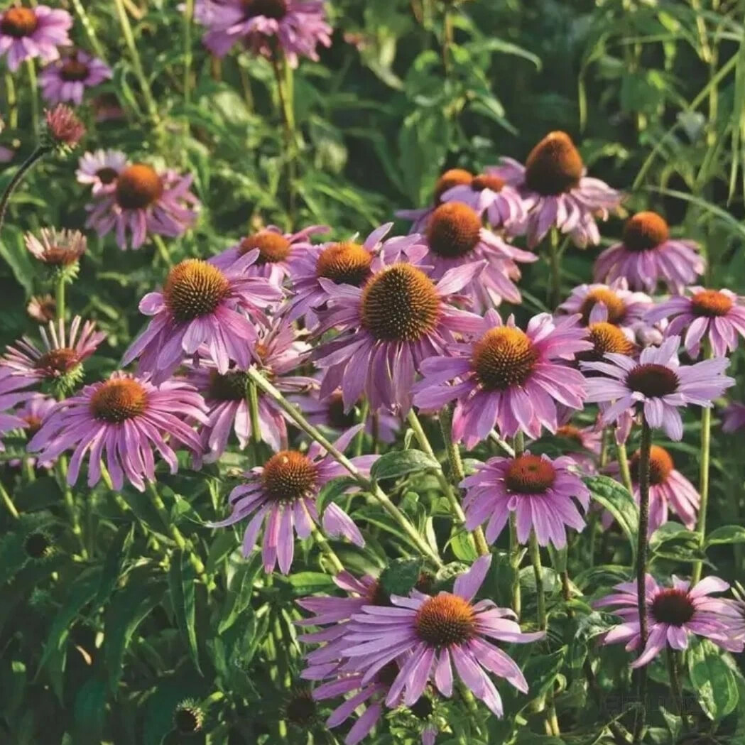 Echinacea purpurea Magnus