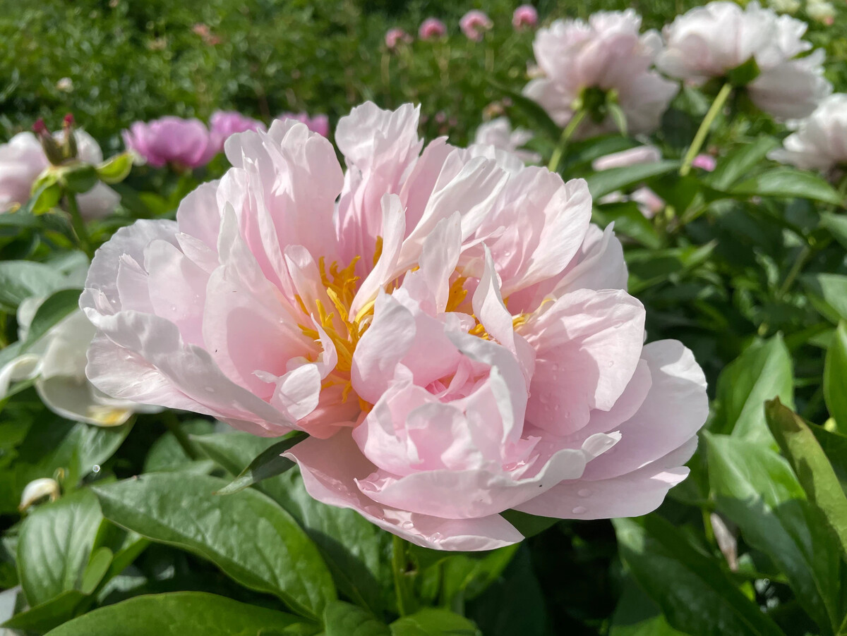 Купить Пион Пинк Ванганд / Paeonia Pink Vanguard / л / ОСЕНЬ 2025 в Ростове-на-Д
