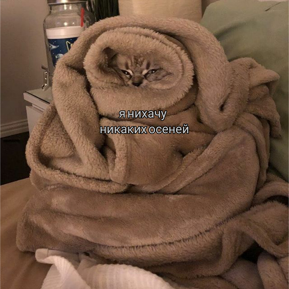 Котенок в пледе