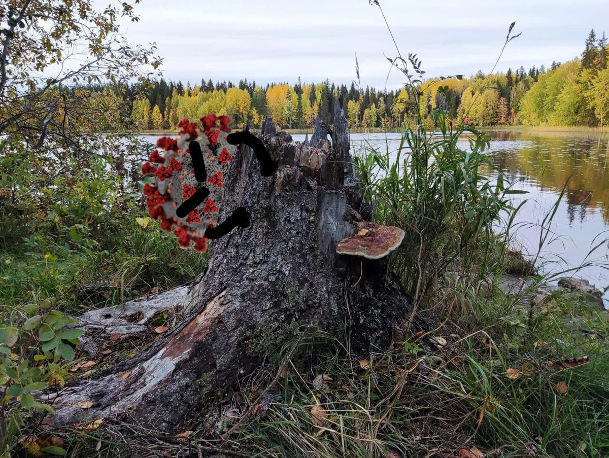 Эхо севера сайт архангельск