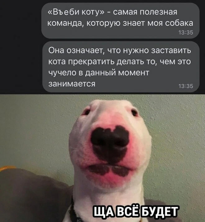 Гавкошмыг Мемы, Веселые мемы, Смешные мемы