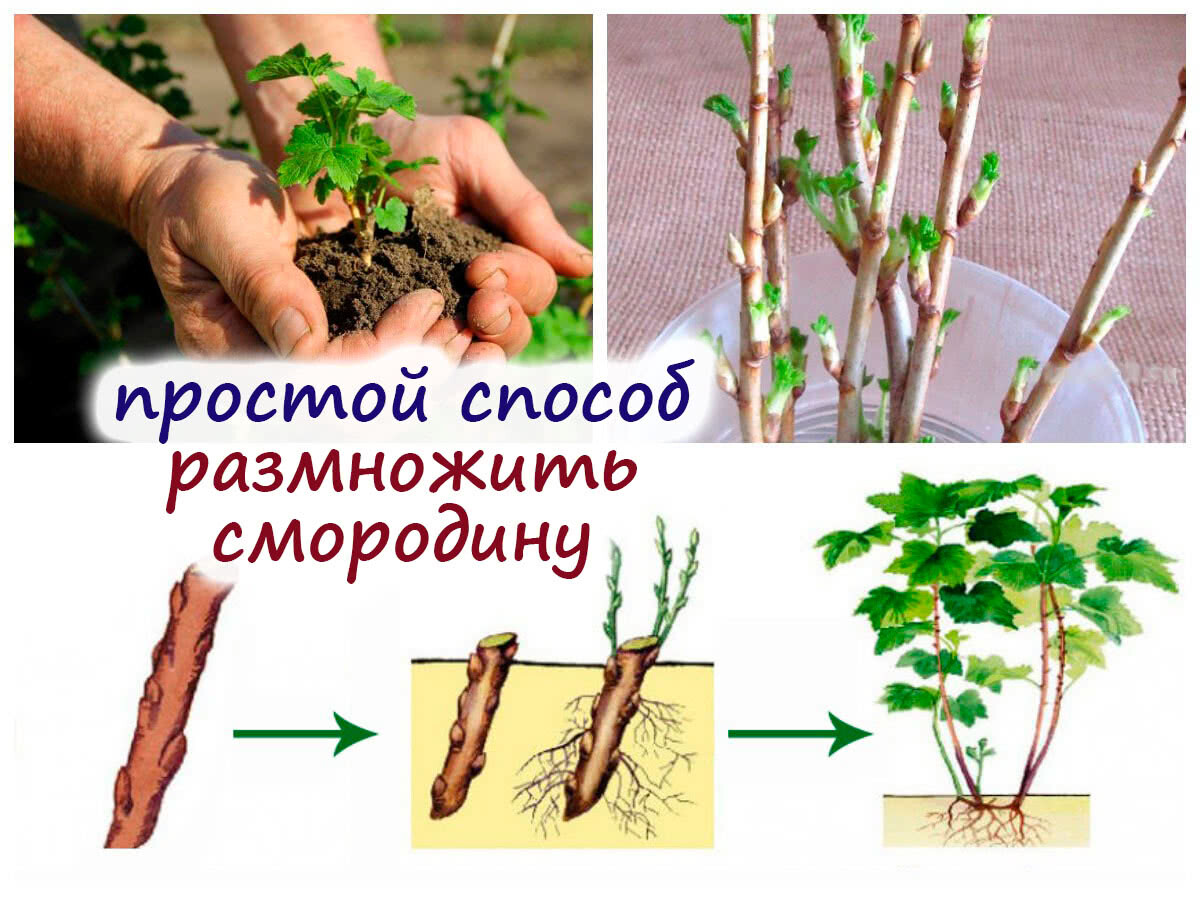 Как размножить смородину от куста летом. Размножение смородины отводками. Укореняем смородину черенками. Черенкование смородины осенью. Размножение смородины отводками осенью.