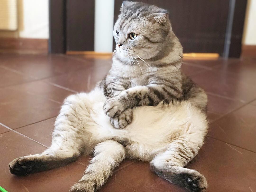 Сидячий кот
