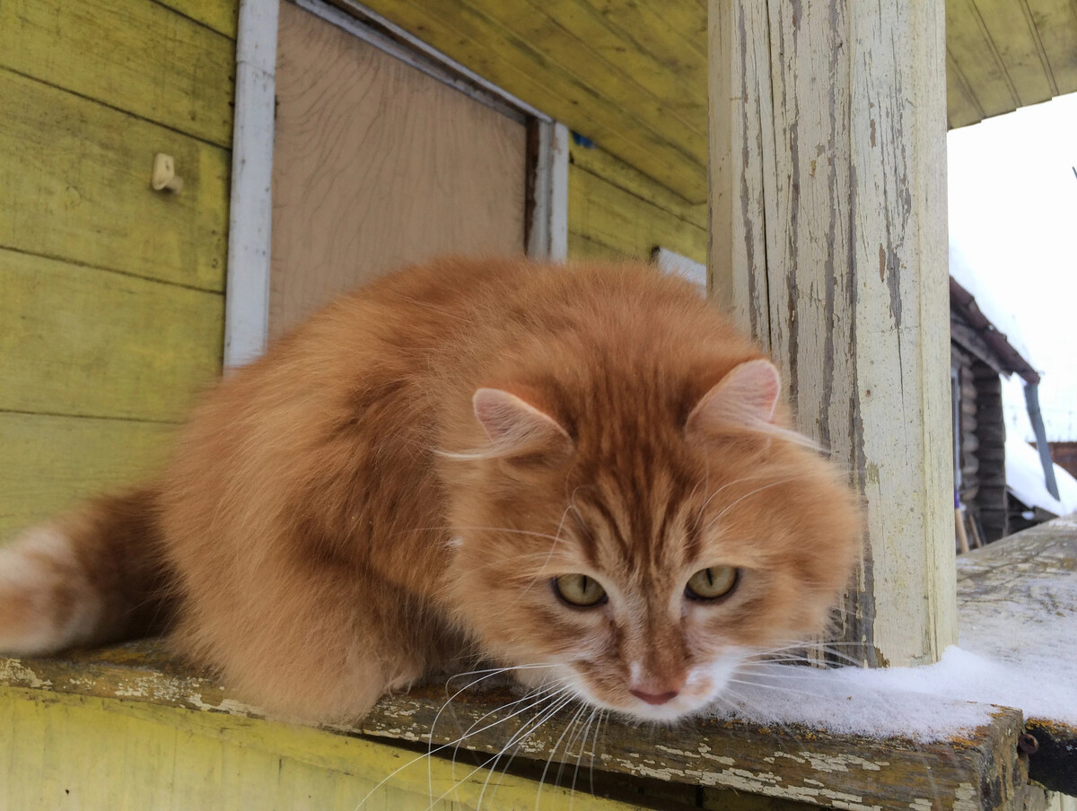 Эх! Не удалось выгнать пришлого рыжего кота с нашего чердака! Писала, что к…  | Коты&Люди | Дзен