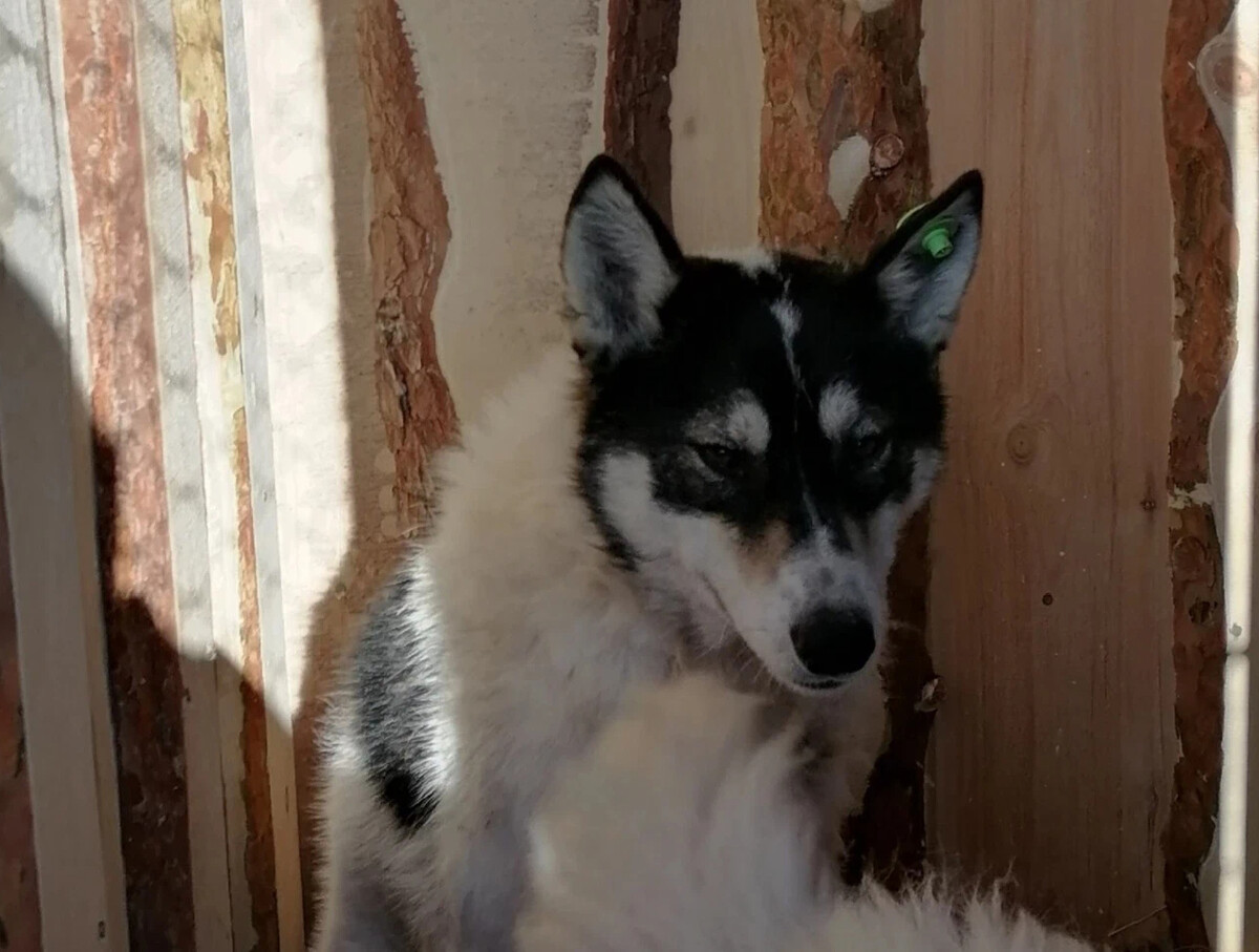 кот и пес приют территория надежды бурятия