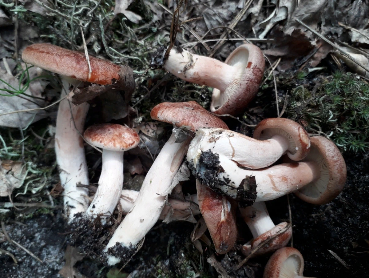 Telamonia Паутинник, фотографии. Грибоводство.