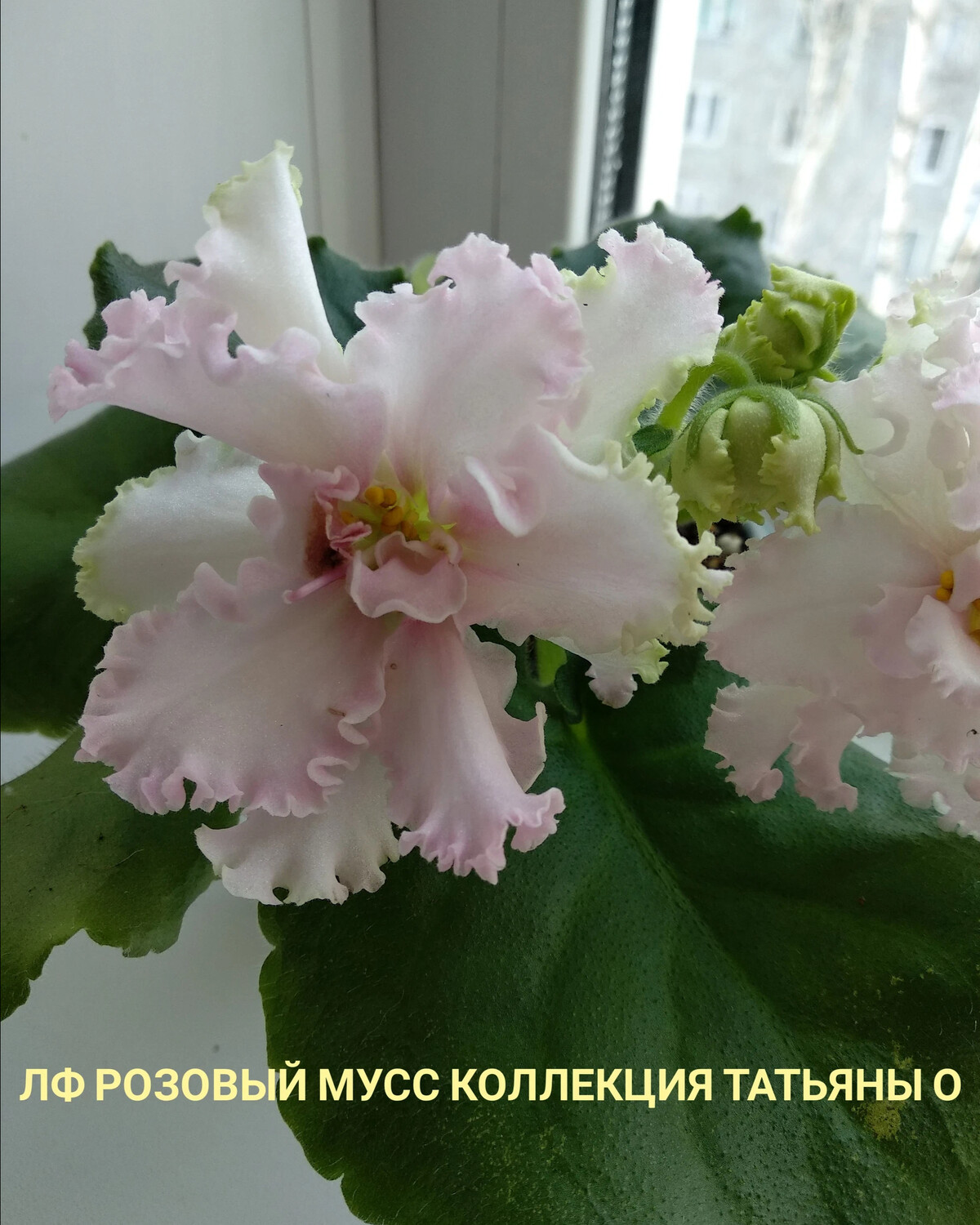 Фиалка лф розовый мусс фото и описание сорта фото