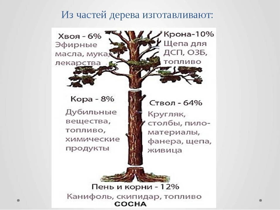 Части дерева. Основные части дерева. Дуб части дерева. Идентификация частей дерева. Как используются различные части дерева.