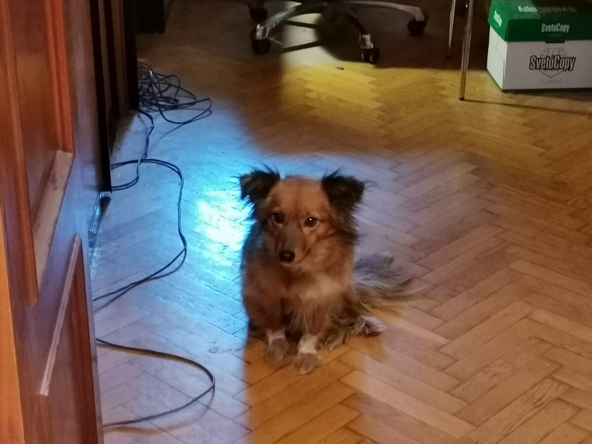 кот и пес территория надежды дзен