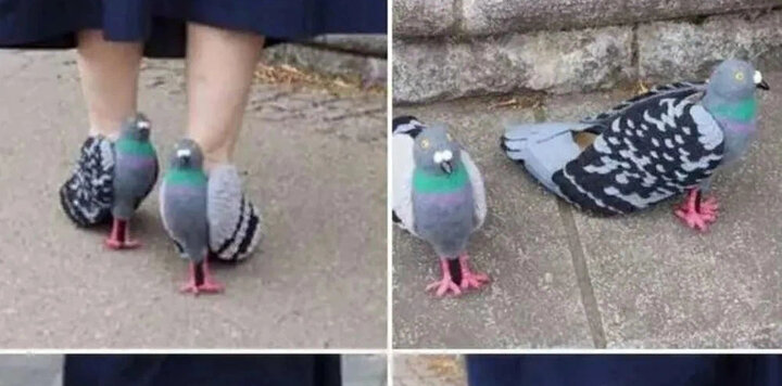 Туфли из голубей