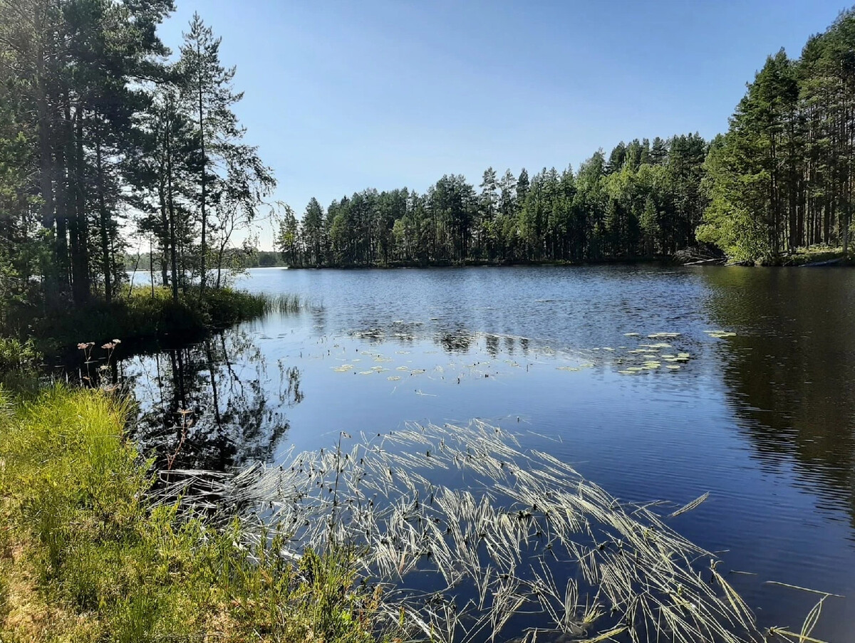 Ламбушки карелии фото