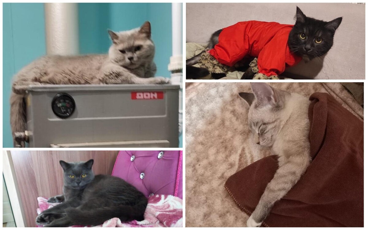 Газтеплострой отзывы. Отключение отопления в новосибирске. Холодные батареи. Отопление дали дома начал раздеваться. Дали ли отопление в новосибирске.