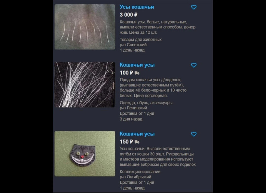 найти кошачий ус примета. усы кошки приметы. самые длинные кошачьи усы в мире. кошки приметы и суеверия. суеверия о кошках.