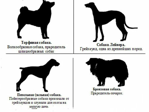 Как выглядят секторы собаки Немного истории. Начало. Часть 2. В настоящее время, основываясь на данных. Груп