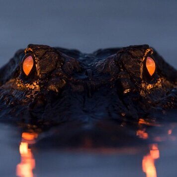 lazy_smart_crop_356x356