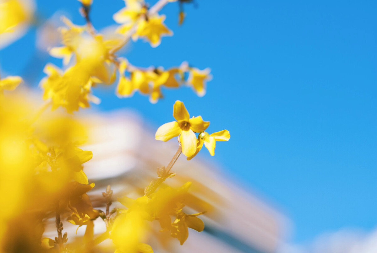 Желтый ароматный цветок. Желтое поле в Подмосковье осенью.