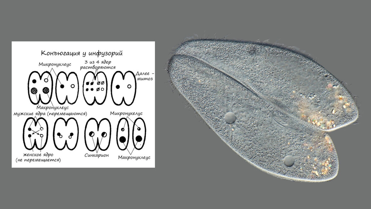 Конъюгация у инфузорий схема