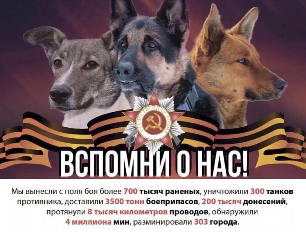 С днем победы собака картинка