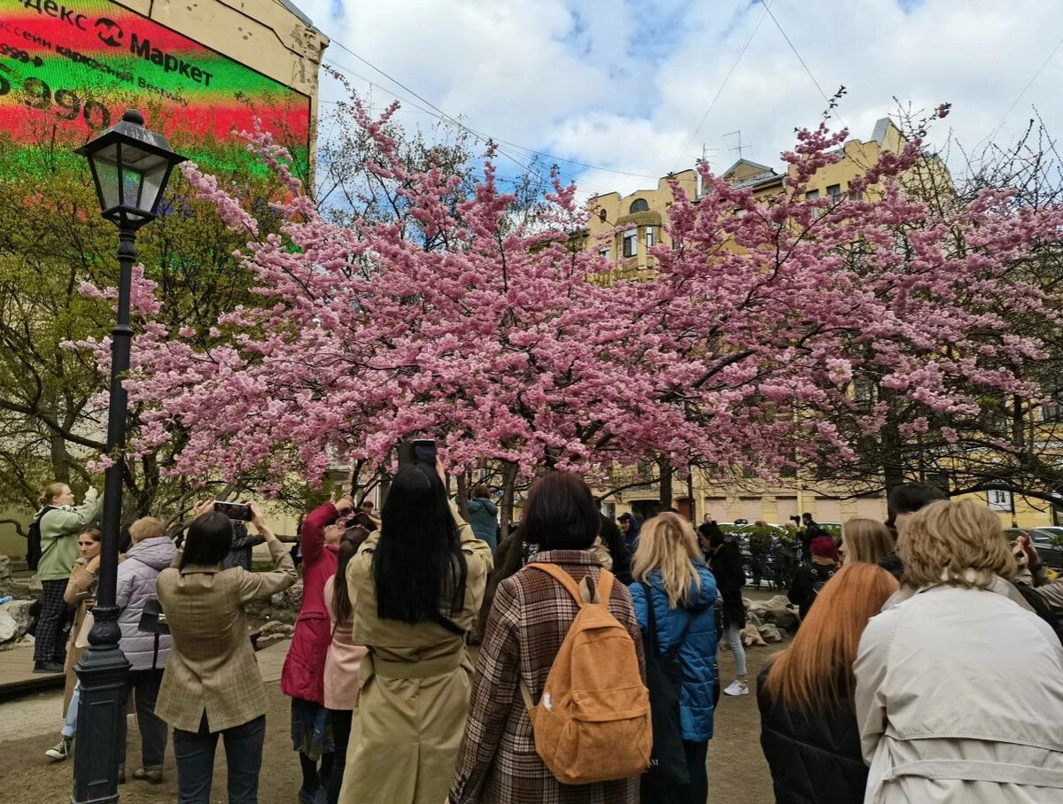 Сакура в спб карта