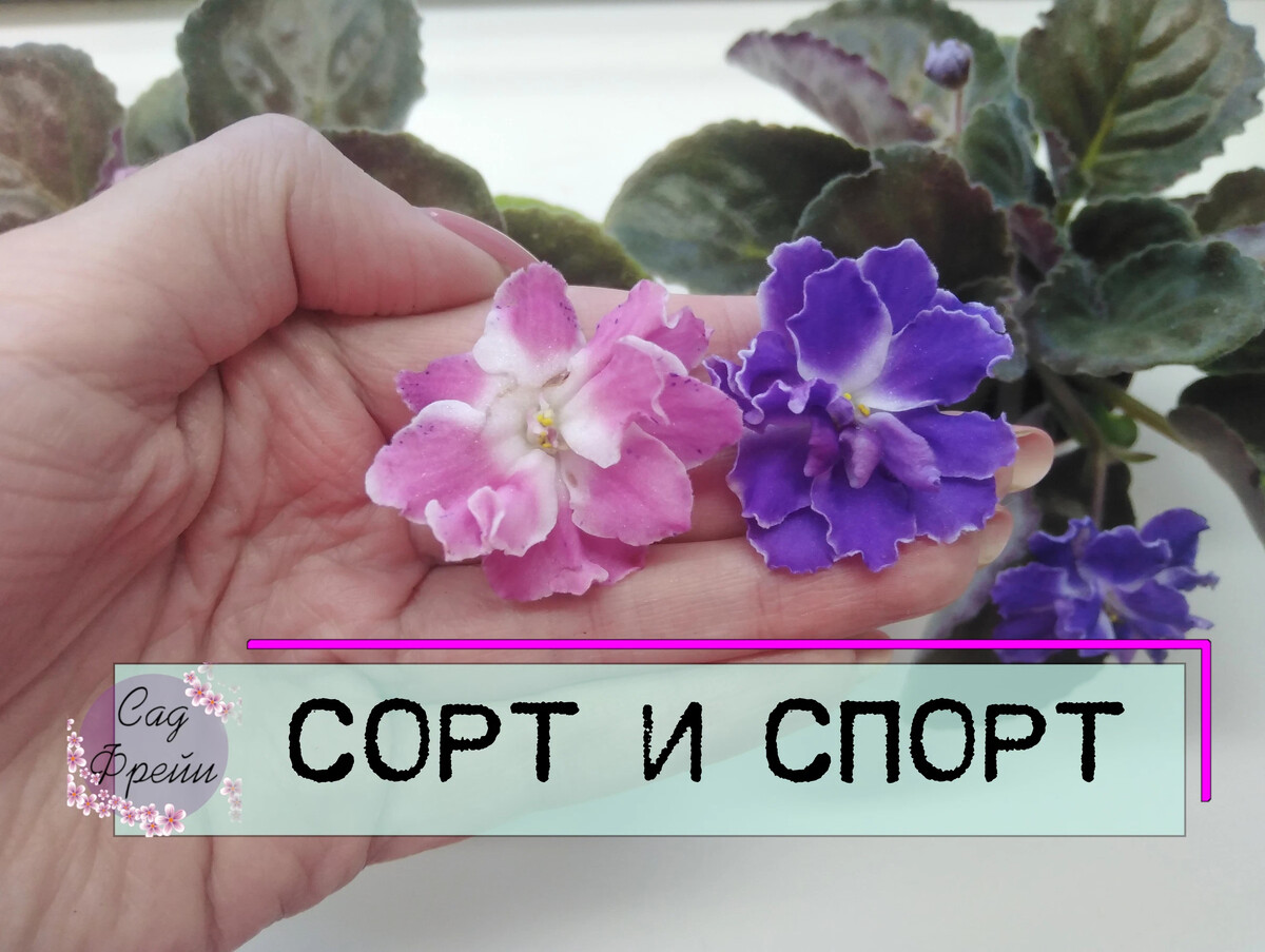 Фиалка изабелла