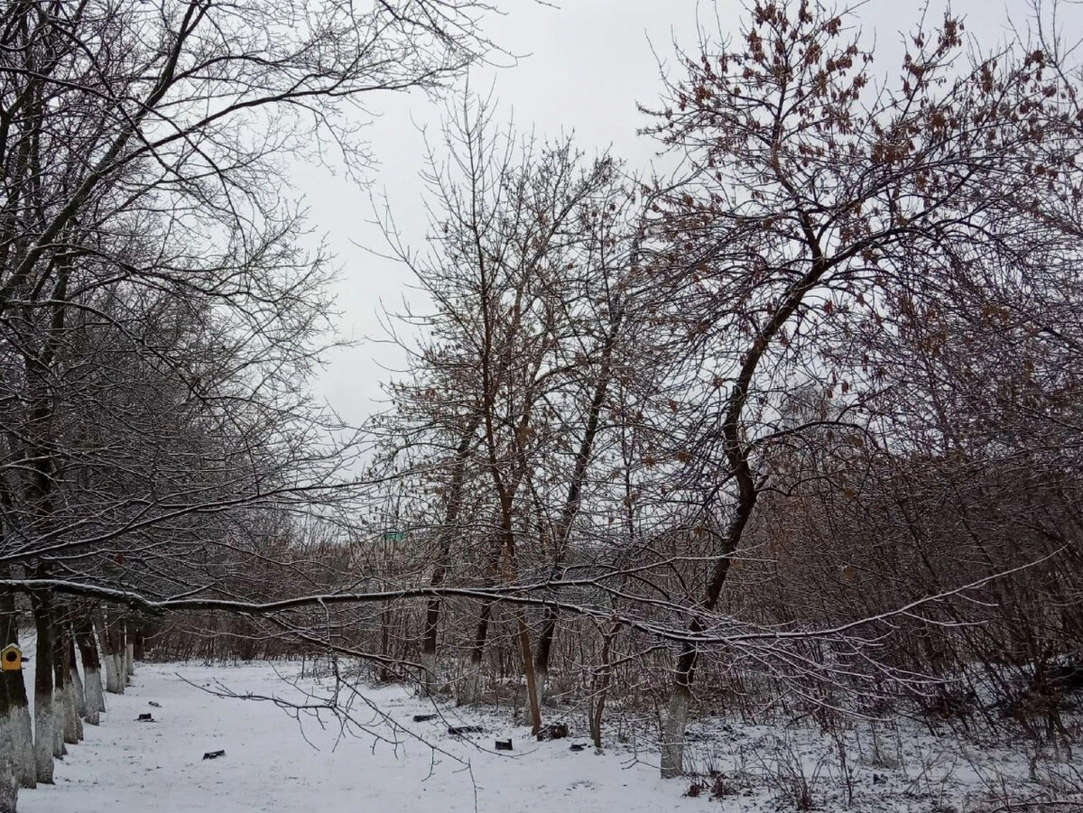 Спали на деревья. Спящие деревья. Овражная водная эрозия. Спящее дерево. День засыпающих деревьев.