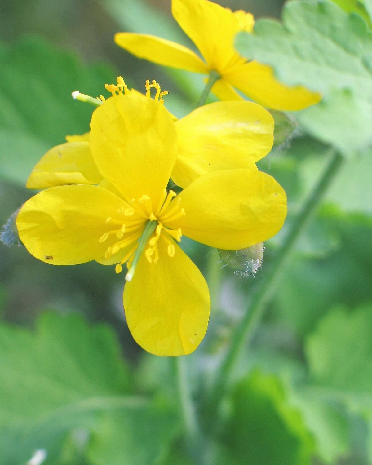 Chelidonium majus